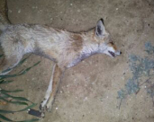 بالصور: نفوق أحد الثعالب في مقبرة الكازاخانة بحي الجبلية في يافا